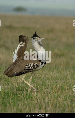 Kori Bustard Ardeotis Kori Masaii Mara Kenia männlichen anzeigen Stockfoto