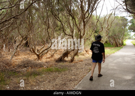 Leichte Bäume (Melaleuca Rhaphiophylia) auf einem Wanderweg im Canning River Regional Park, Western Australia Stockfoto