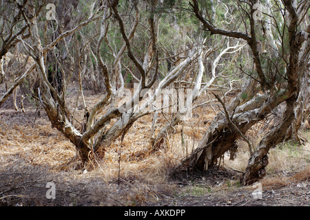 Leichte Bäume (Melaleuca Rhaphiophylia) Canning River Regional Park in der Nähe von Perth, Western Australia Stockfoto