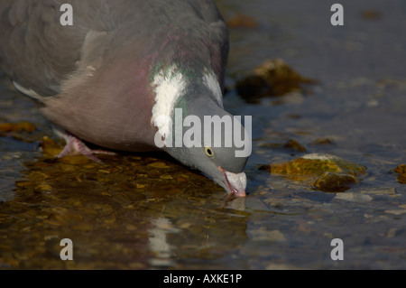 Woodpigeon Columba Palumbus Trinkwasser Nahaufnahme Oxfordshire UK Stockfoto