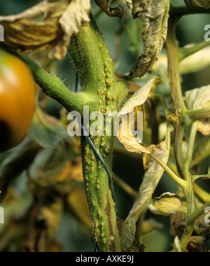 Zufällige Wurzeln verursacht durch eine bakterielle Infektion Pseudomonas Corrugata auf einem Tomaten-Stiel Stockfoto