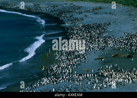 Sandbucht, Macquarie Island, Australien Stockfoto