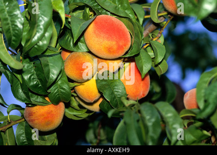Pfirsiche wachsen auf dem Baum in Kalifornien Stockfoto