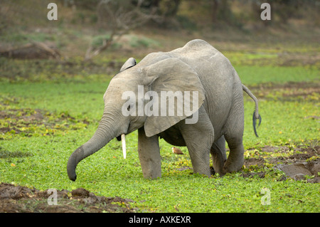 Afrikanischer Elefant Loxodonta Africana South Luangwa Nationalpark Sambia Stockfoto