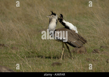 Kori Bustard Ardeotis Kori männlich Masai Mara Kenia anzeigen Stockfoto