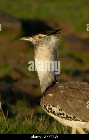 Kori Bustard Ardeotis Kori männlich Masai Mara Kenia anzeigen Stockfoto