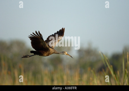 Limpkin Aramus Guarauna Florida USA im Flug über Röhrichten Stockfoto