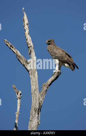 Martial Eagle monotypisch Bellicosus Lower Zambesi Nationalpark Sambia Stockfoto