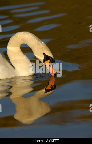 Höckerschwan Cygnus Olor Oxfordshire UK Stockfoto