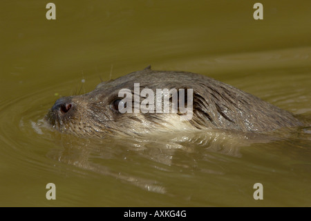 Europäischen Fischotter Lutra Lutra schwimmen British Wildlife Centre UK Stockfoto