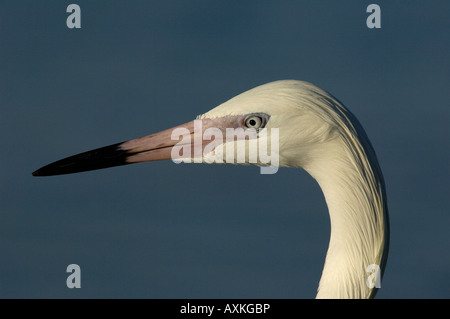 Rötlicher Reiher Egretta saniert weiße Phase Erwachsenen Nahaufnahme des Kopfes Florida USA Stockfoto