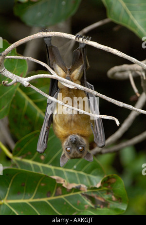 Stroh farbig Flughund Eidolon Helvum Kasanka Nationalpark Sambia Schlafplatz Stockfoto