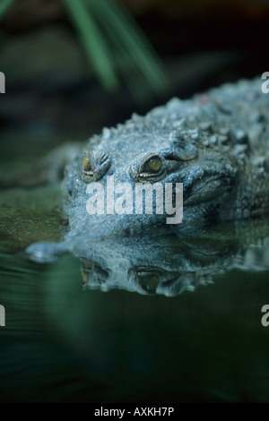 Afrikanische Slender-snouted Krokodil (Crocodylus Cataphractus) San Diego Zoo, San Diego, Kalifornien Stockfoto