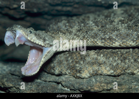 Gefleckte Klapperschlange (Crotalus Mitchellii) günstigen, Living Desert Museum, Tucson Arizona USA Stockfoto