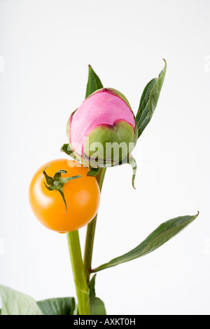 Cherry-Tomate und Blütenknospe auf Stielen, Nahaufnahme Stockfoto