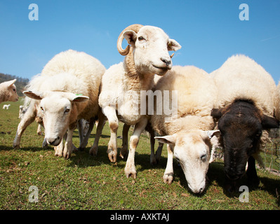 Wiltshire Horn Beweidung in einem Feld in Süd-wales Stockfoto