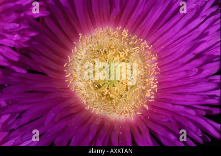 Khoi Acinaciformis Blume Marokko Stockfoto