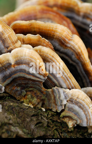 Nahaufnahme der Türkei Schweif Halterung Pilze (Trametes Versicolour) wachsen auf einem Baumstamm in Monsal Dale, Derbyshire, England Stockfoto