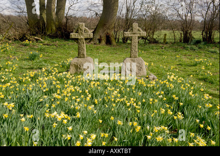 Gelbe Narzisse wilde Blumen wachsen wild in der Landschaft Stockfoto