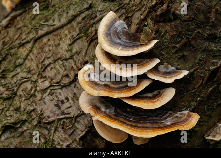 Nahaufnahme der Türkei Schweif Halterung Pilze (Trametes Versicolour) wachsen auf einem Baumstamm in Monsal Dale, Derbyshire, England Stockfoto