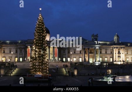 Die Stadt Oslo traditionellen Weihnachtsbaum auf dem Trafalgar Square in der City of Westminster Stockfoto