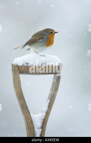 Robin Erithacus Rubecula sitzen auf Spaten im Schnee Cambridgeshire England, UK Stockfoto