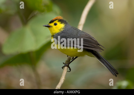 Kragen Whitestart Myioborus Manlius Stockfoto