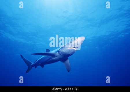 Freies Schwimmen Blauhai (Prionace Glauca) San Diego, Kalifornien, Pacific Ocean Stockfoto