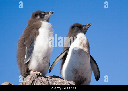 Rockhopper Felsenpinguin Eudyptes chrysocome Stockfoto