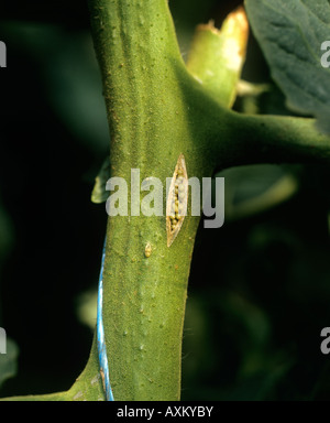 Frühe Läsion Adventiv-Wurzeln verursacht durch eine Infektion Pseudomonas Corrugata auf einem Tomaten-Stiel Stockfoto