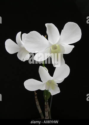 Dendrobium Hibrid. Andrei Miss Snow white. Weiße Orchidee hautnah. Demdrobium blanco Stockfoto