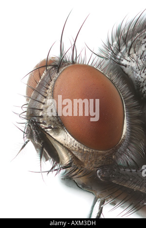 Rote Facettenaugen einer tachinid Fliege Stockfoto