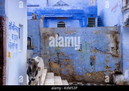 Graue Languren Affen sitzen auf blauen Wand neben einer Kuh in Pushkar, Indien Stockfoto