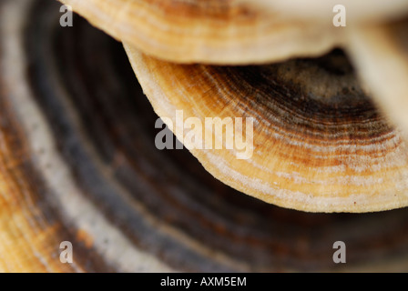 Nahaufnahme der Türkei Schweif Halterung Pilze (Trametes Versicolour) wachsen auf einem Baumstamm in Monsal Dale, Derbyshire, England Stockfoto