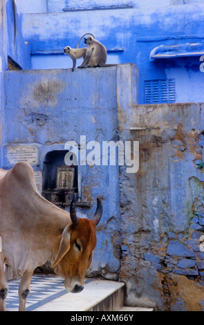 Graue Languren Affen sitzen auf blauen Wand neben einer Kuh in Pushkar, Indien Stockfoto