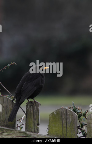 Amsel saß auf Zaun Stockfoto