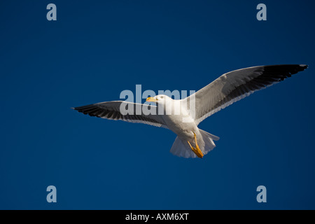 Gelb-footed Gull (Larus belebt) - fliegen - Sonora Mexiko Stockfoto