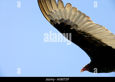 Gefährdete Kalifornien-Kondor über der Big Sur Küste und den Pazifik Stockfoto