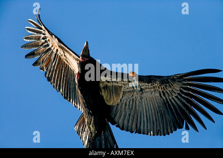 Gefährdete Kalifornien-Kondor über der Big Sur Küste und den Pazifik Stockfoto