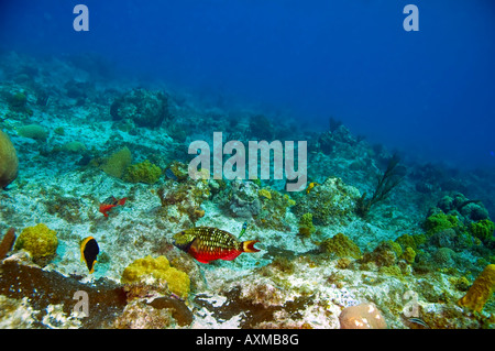 Rock Schönheit Kaiserfisch und Ampel Papageienfisch über dem Korallenriff im karibischen Ozean in der Nähe von roatan Stockfoto