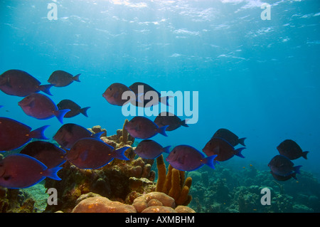 Schule der blaue Tang Fische schwimmen über dem Korallenriff im karibischen Ozean in der Nähe von Roatan, honduras Stockfoto