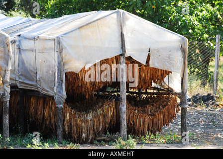 Tabakverarbeitung - Kampanien Italia Stockfoto