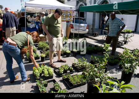 Menschen in der Agrar-Markt Santa Monica Auswahl von Pflanzen Stockfoto