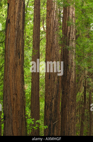 Redwoods in Muir Woods National Park Kalifornien USA Stockfoto