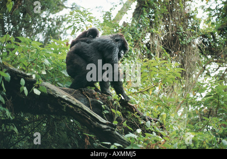 Berg-Gorilla-Weibchen und Baby im Parc des Vulkane Ruanda Zentralafrika Stockfoto