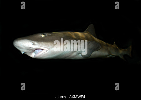 Gebänderten Hound Hai Triakis Scyllium Nordwest Pazifik Stockfoto