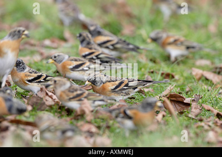 Herde von Bergfinken Fütterung in Laubstreu Stockfoto