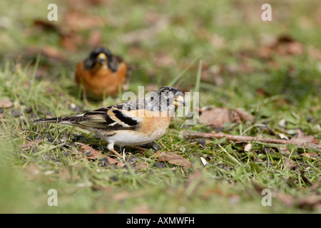 Bergfink im Laubstreu Fütterung Stockfoto