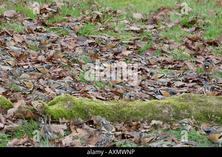 Herde von Bergfinken Fütterung in Laubstreu Stockfoto