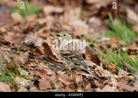 Bergfink im Laubstreu Fütterung Stockfoto